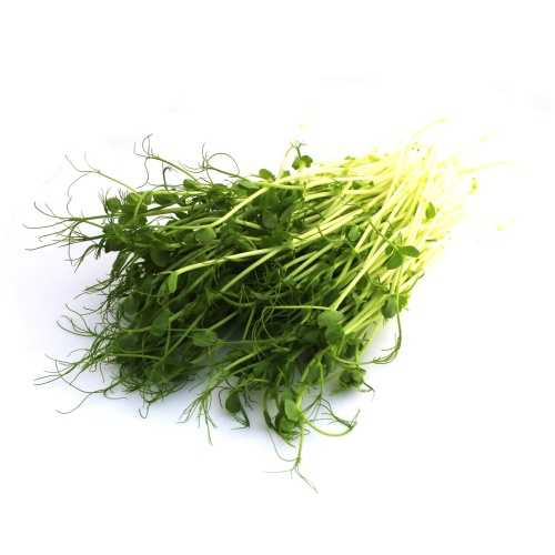Hrach semená na klíčenie a microgreens 25 kg